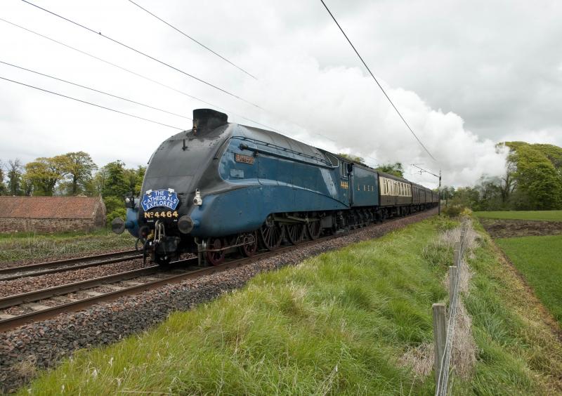 Photo of BIttern