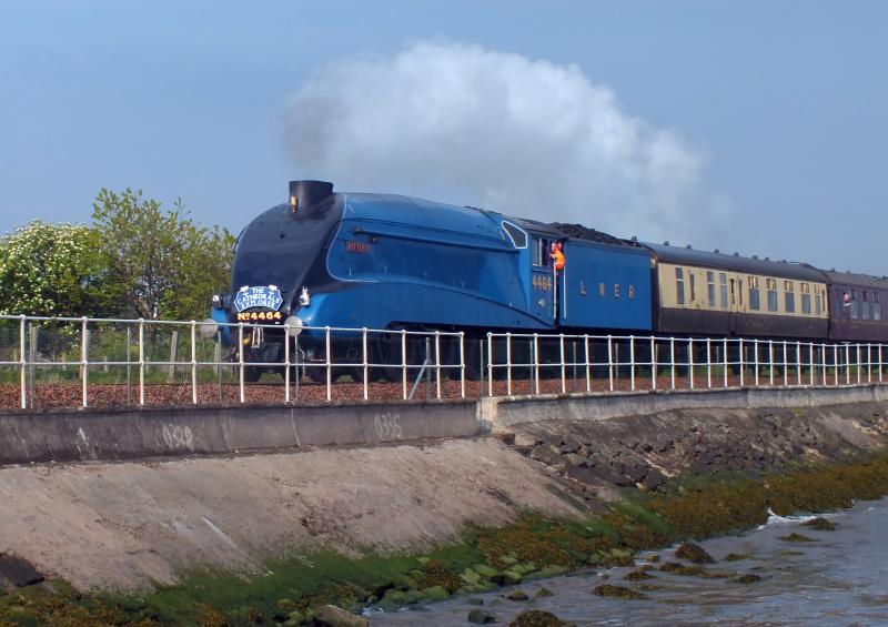 Photo of Bittern at Culross