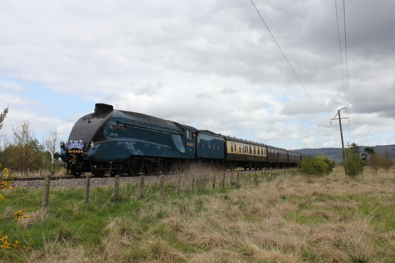 Photo of Bittern