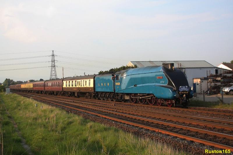 Photo of Bittern @ Larbert Jct