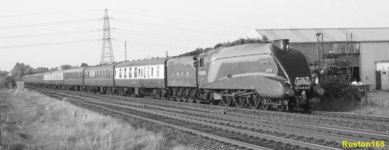 Photo of Bittern @ Larbert Jct