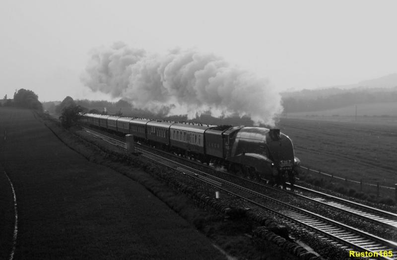 Photo of Bittern @ Park Farm