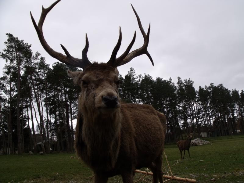 Photo of Red stag