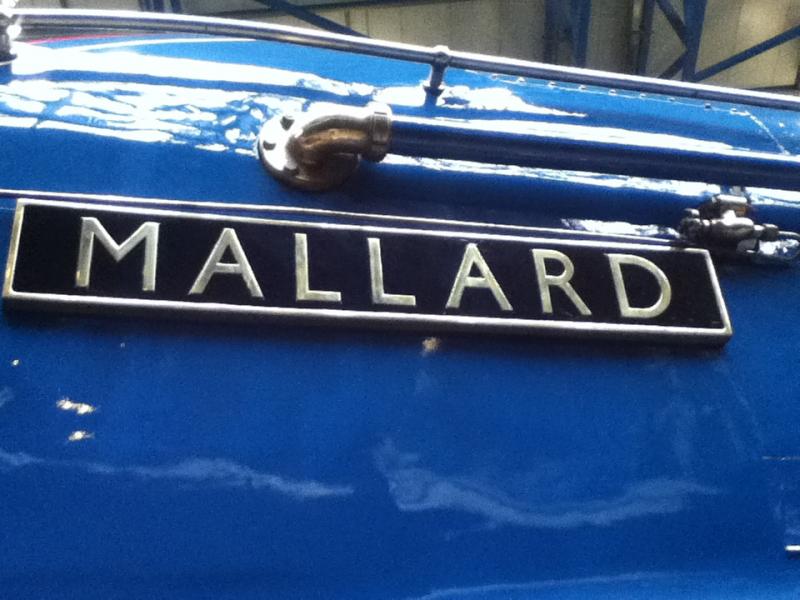 Photo of Mallard