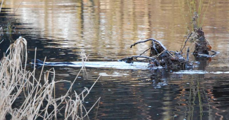 Photo of Otter in the Watter