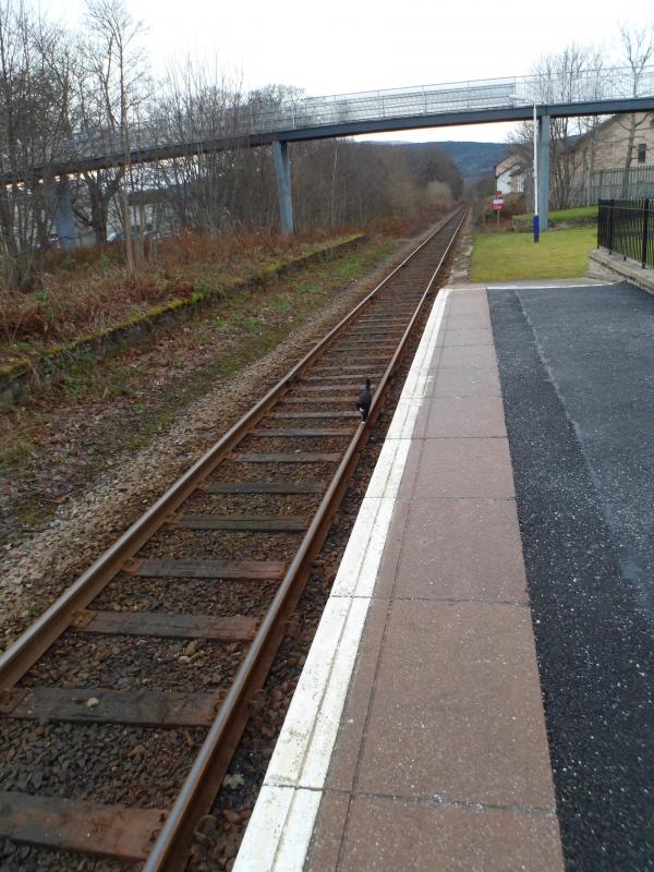 Photo of Cat walking on the line