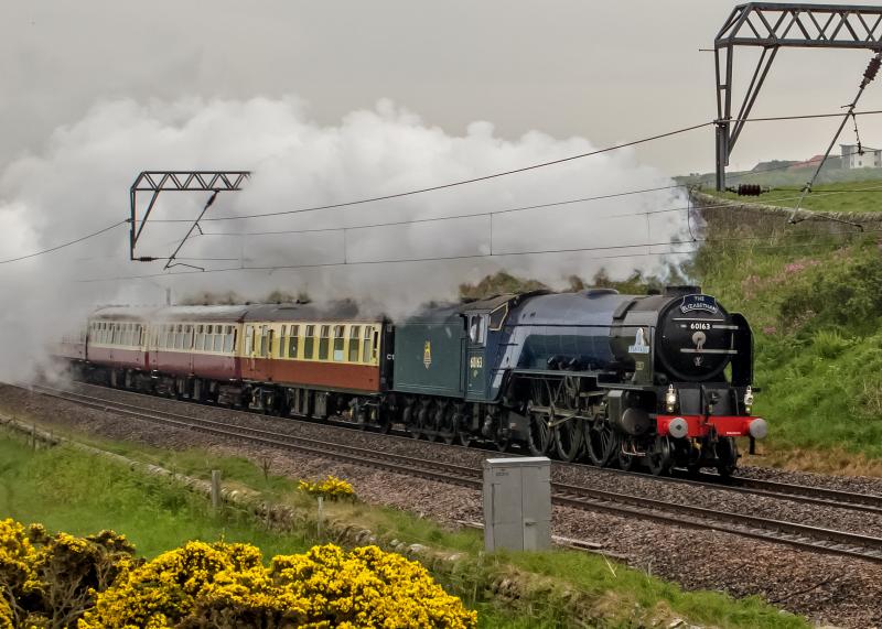 Photo of 60163 'Tornado' at Lamberton 11th June 2013