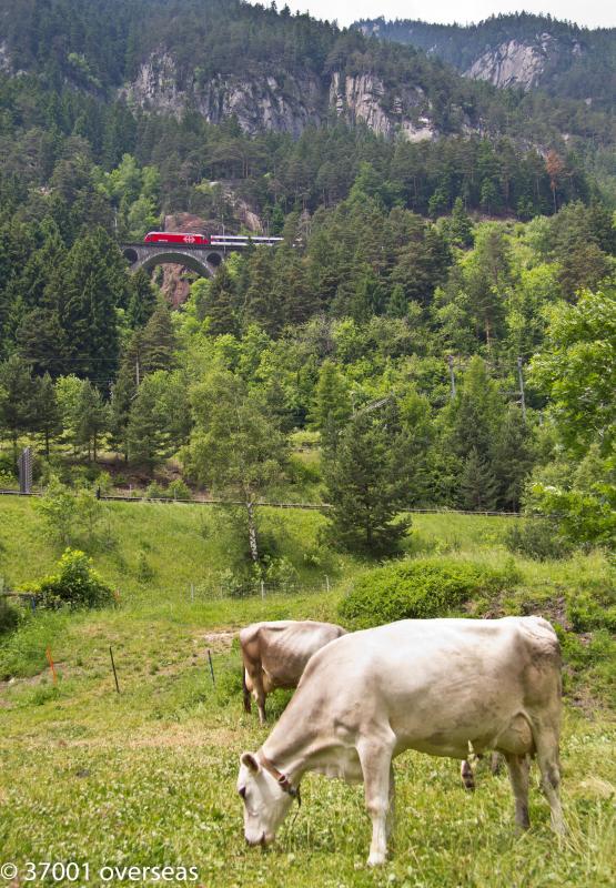 Photo of Cow bells to the fore