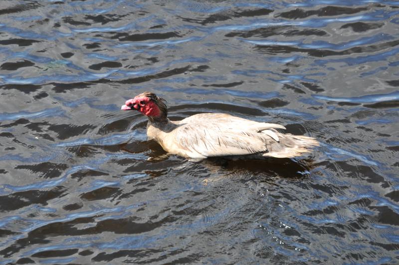 Photo of Muscovy in The  NE Scotland