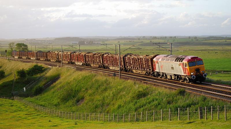 Photo of Thunderbird on the timber