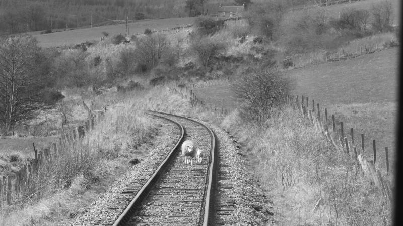 Photo of Sheep on the Line 