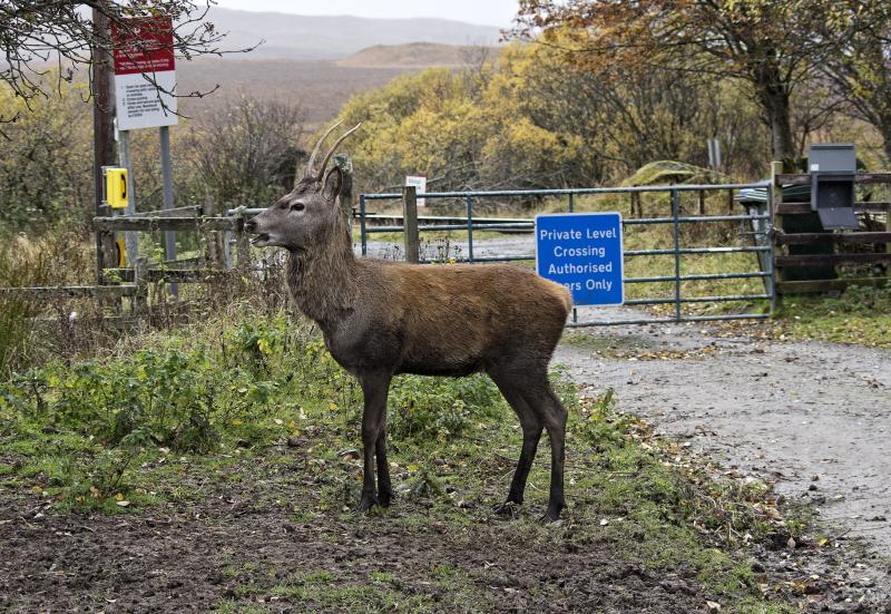 Photo of MONARCH OF THE LEVEL CROSSING [OR PERHAPS 