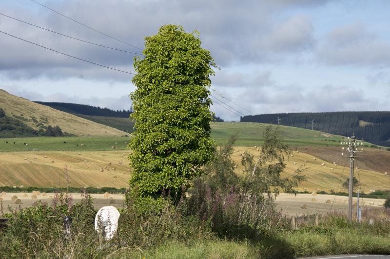 Photo of ONCE A BUSH TELEGRAPH?.jpg