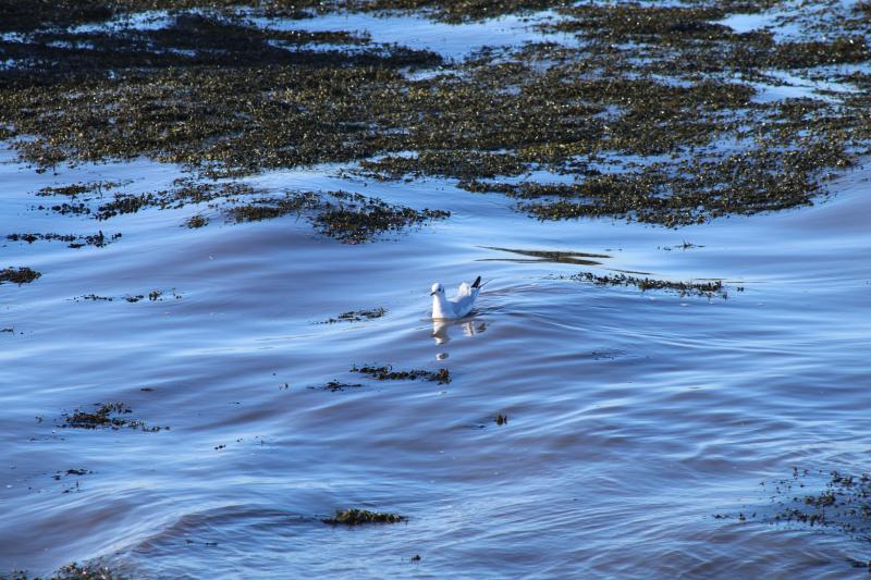 Photo of bird on the water