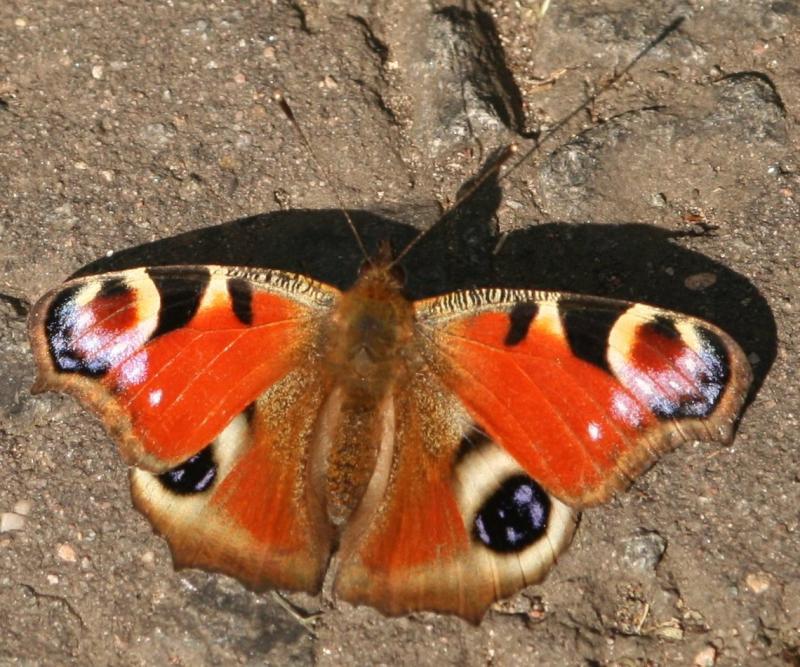 Photo of Ready for lift-off at Bo'ness