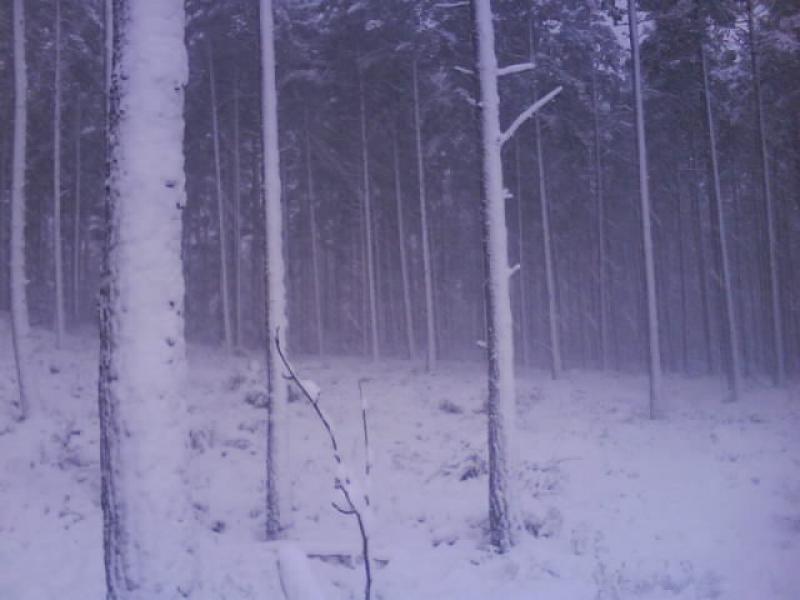 Photo of Snowy forest