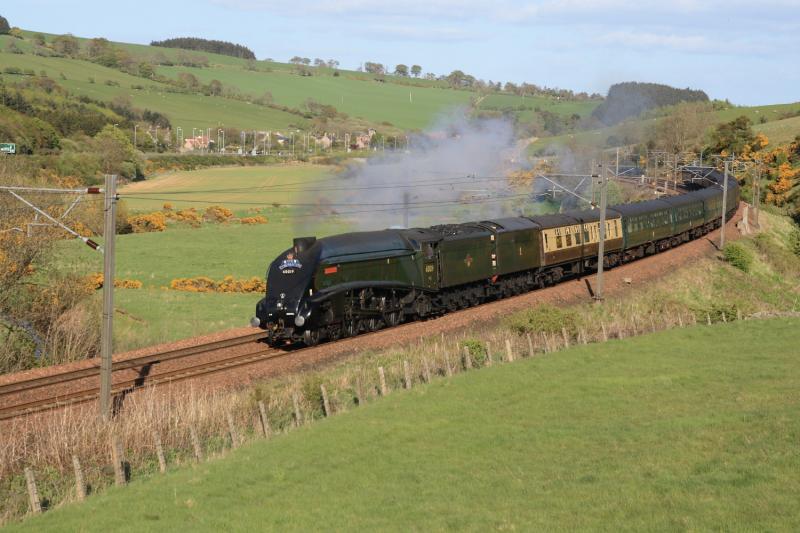 Photo of Bittern at Houndwood